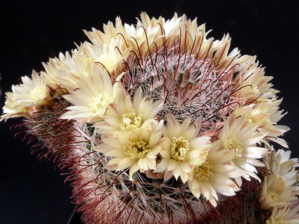 Mammillaria